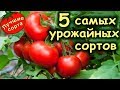 САМЫЕ УРОЖАЙНЫЕ СОРТА ТОМАТОВ 2019 (лучшие сорта томатов)