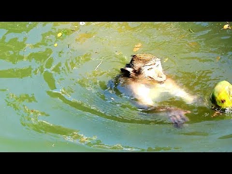 monkey life cycle Glad to see monkey smwimming and playing plam friut in the pond