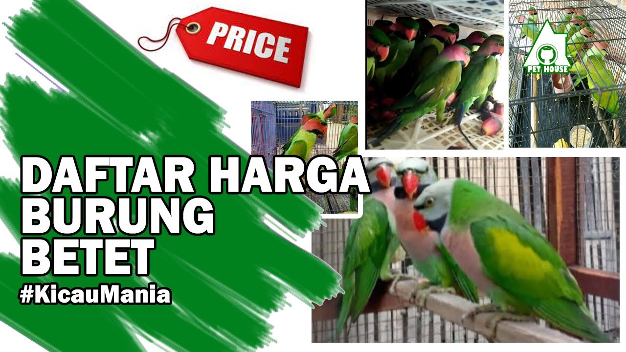 HARGA BURUNG BETET BERDASARKAN JENISNYA KICAU MANIA YouTube