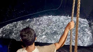 MEGA FISH PUMP: No More Human Contamination   Hi-Tech VESSELS Gamit sa Panghuli ng SARDINES!