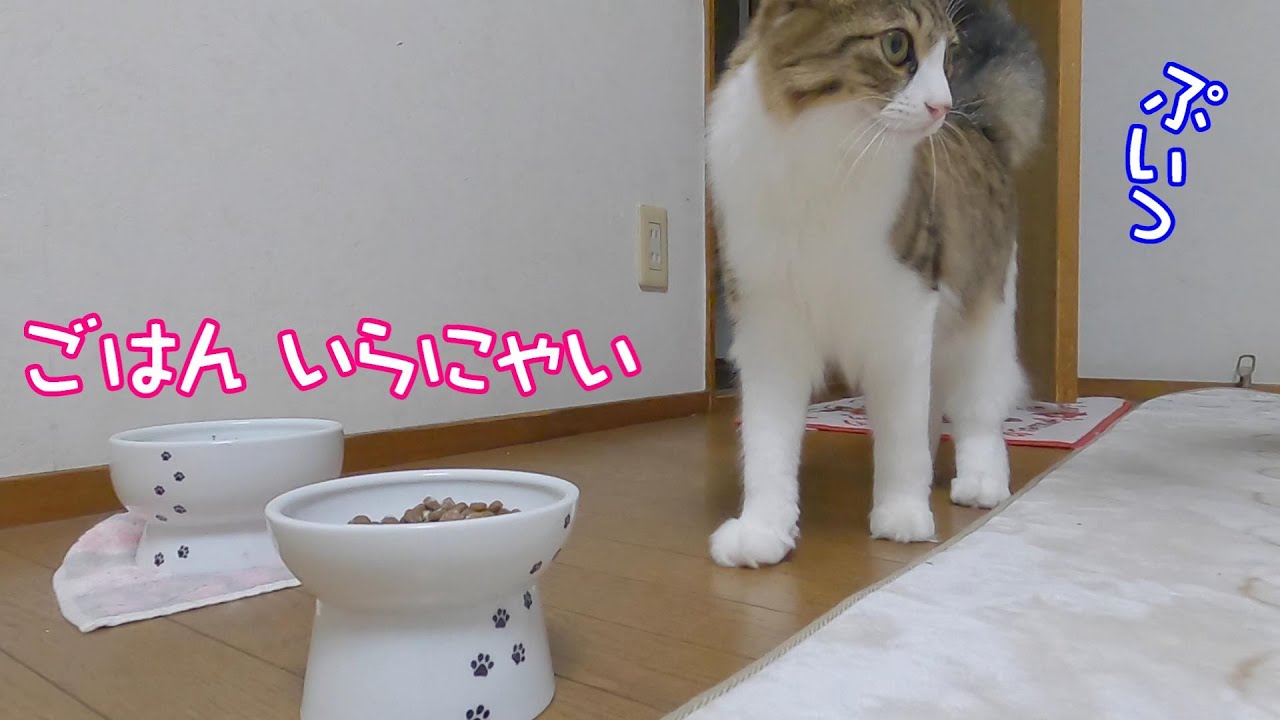 ごはんを食べない理由が可愛すぎる猫のななこ 保護猫 Youtube