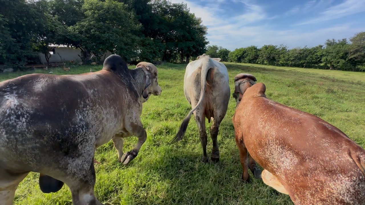 Encerramos la vaca embuyada con chanchito porque hermoso no deja 