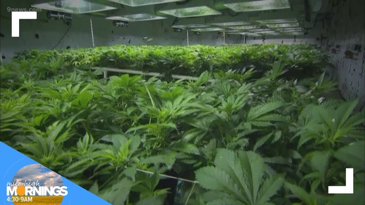 Business headlines: Colorado surpasses $10B in cannabis sales, Frontier's IPO plans and micro-apartm