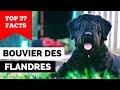 99 of bouvier des flandres owners dont know this