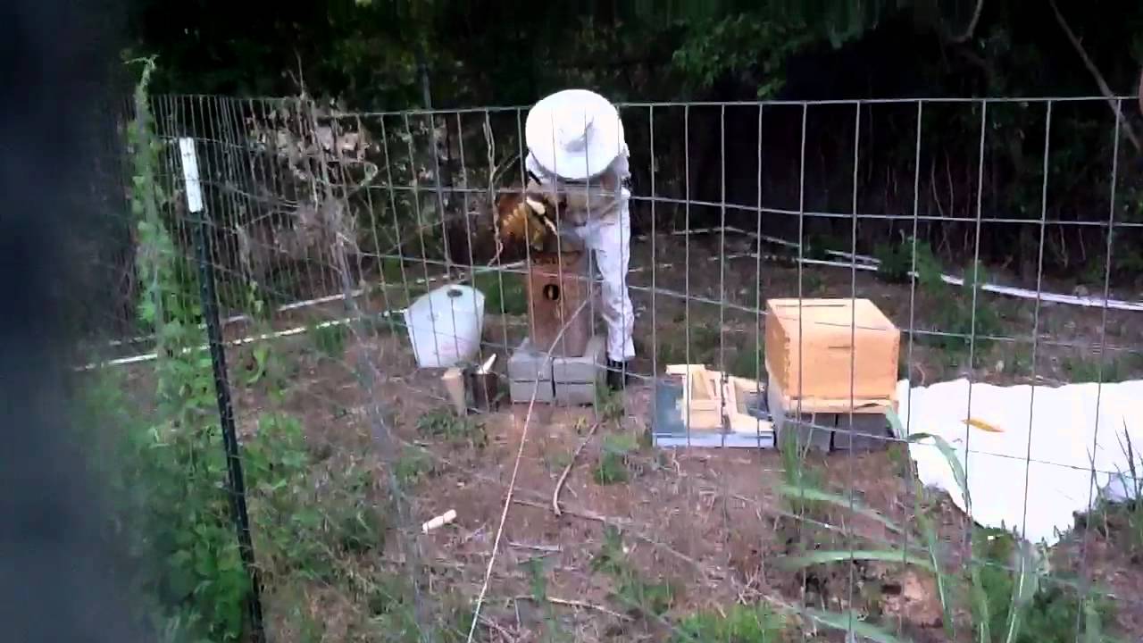 Beekeeping at Emile Garden Houston 5/30/11 YouTube