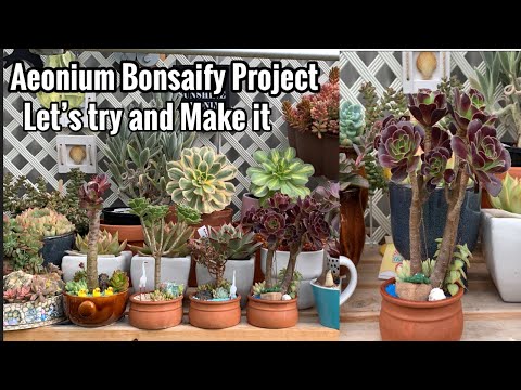 Aeonium Bonsaify Project, Let’s Try and Make it