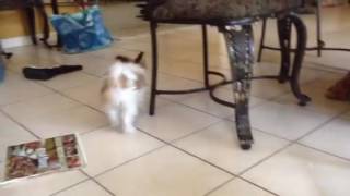 Puppy Jumps Off Couch - FAIL!! J