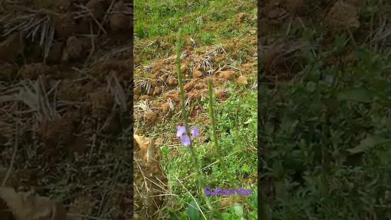 Stachytarpheta cayennensis flowers 