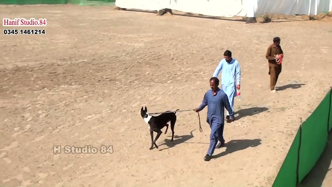 Coursing Race round 1 Imported male section Yar Badsha Dhuryana coursing club Dhori 4 Mar 2026