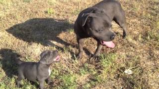 Staffordshire Bull Terrier Azul Puppy Blue