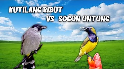Suara Pikat Burung Kutilang Ribut VS Sogon Ontong Paling Virall!!! 