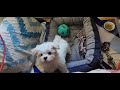 Lucy ki bistar mein chadne ki koshish 🤣 #maltese #maltesedog #cutepuppy #puppylove #doglover #shorts