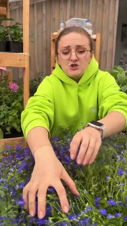 Лобелия Регата Миднайт Блю - YouTube