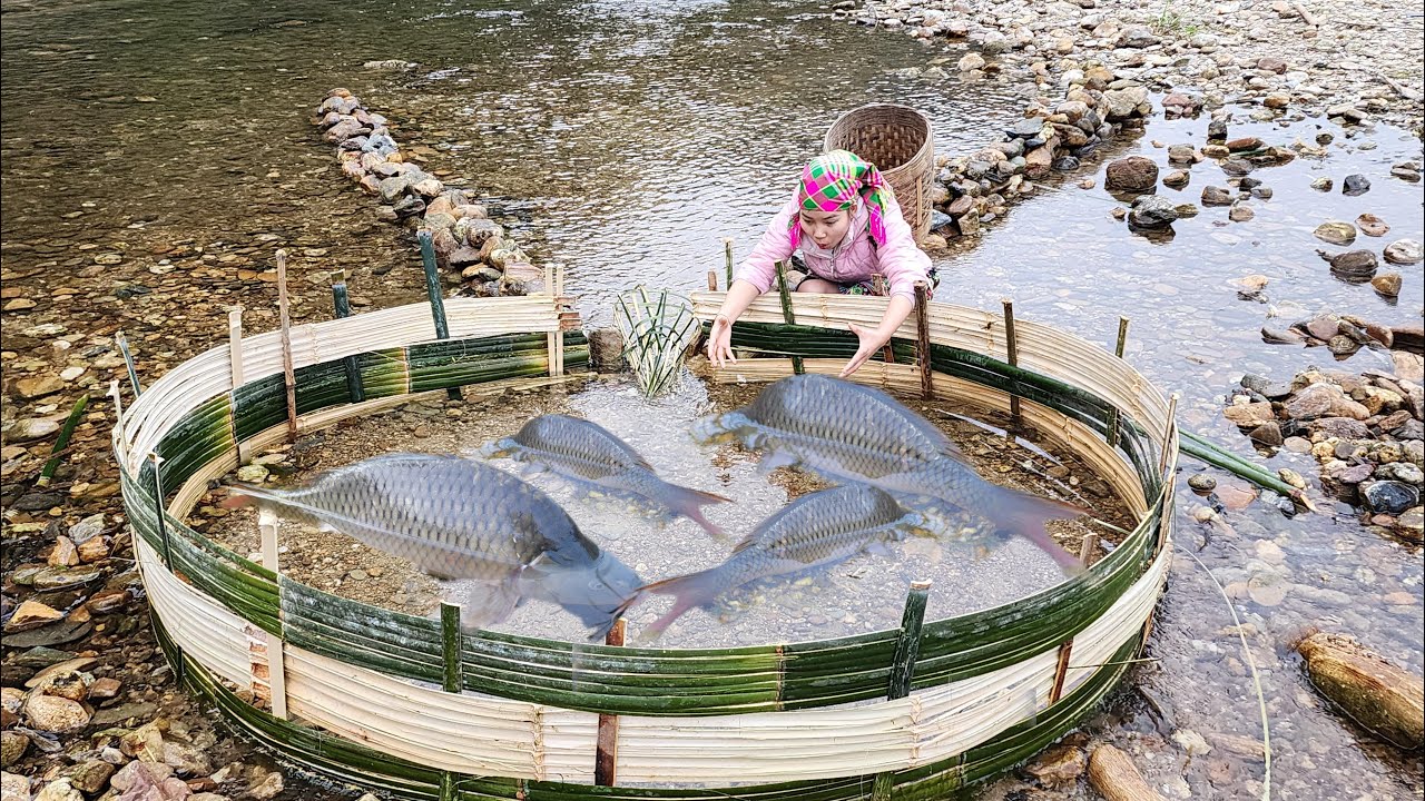 The girl weaved bamboo to create a fish trap and caught many giant fish ...
