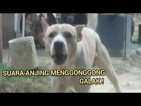 SUARA ANJING MENGGONGGONG | DOG SOUND