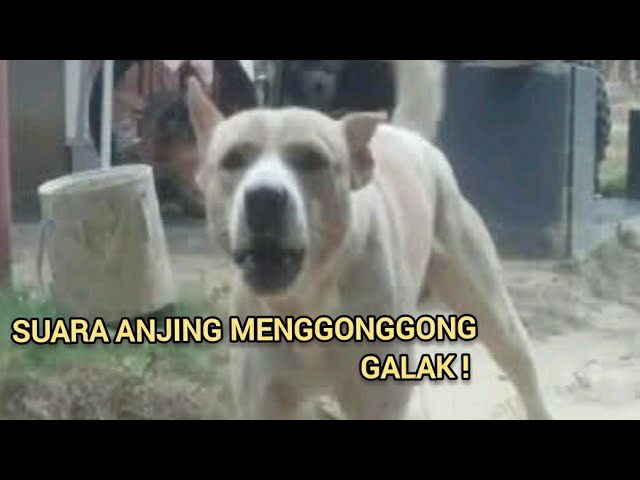 SUARA ANJING MENGGONGGONG | DOG SOUND class=