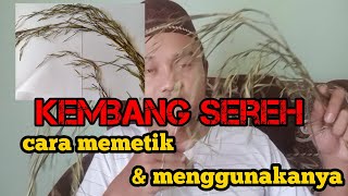 Langka Kembang sereh Asli / bunga serai || manfaat dan cara menggunakanya.