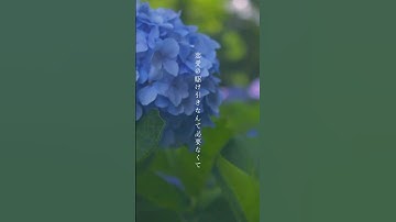 運命の人に出会う時 #恋愛 #失恋 #遠距離恋愛 #恋愛名言 #私の声で伝えたいこと #一日一名言 #朗読