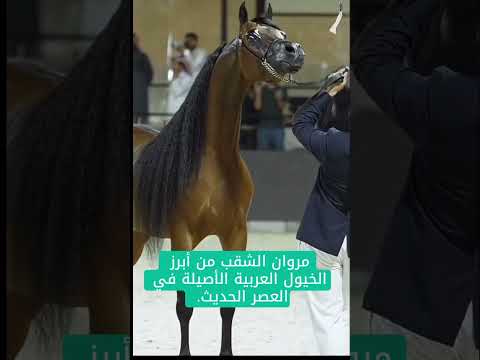 مروان الشقب من أبرز الخيول العربية الاصيلة في العصر الحديث مستلزمات الخيل مستلزمات فروسية الخيل