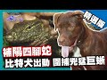 【印尼】比特犬出動獵補巨蜥 當地簡餐四腳蛇三吃｜《世界第一等》745集精華版