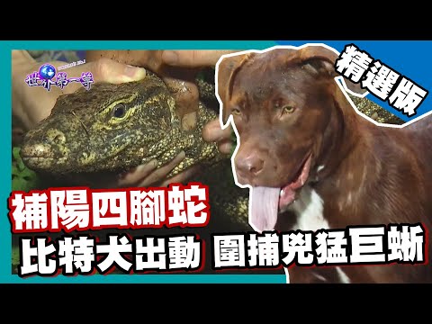 【印尼】比特犬出動獵補巨蜥 當地簡餐四腳蛇三吃｜《世界第一等》745集精華版