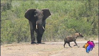 Tempers Flare at Kruger Waterhole Hyena Vs Elephant.