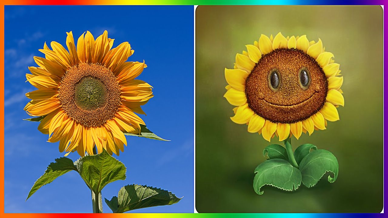 What version of sunflower is your favorite? : r/PlantsVSZombies