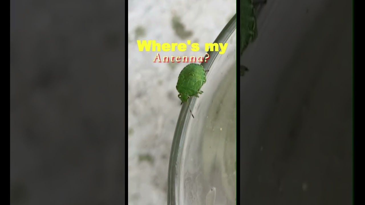 shieldbug with one antenna