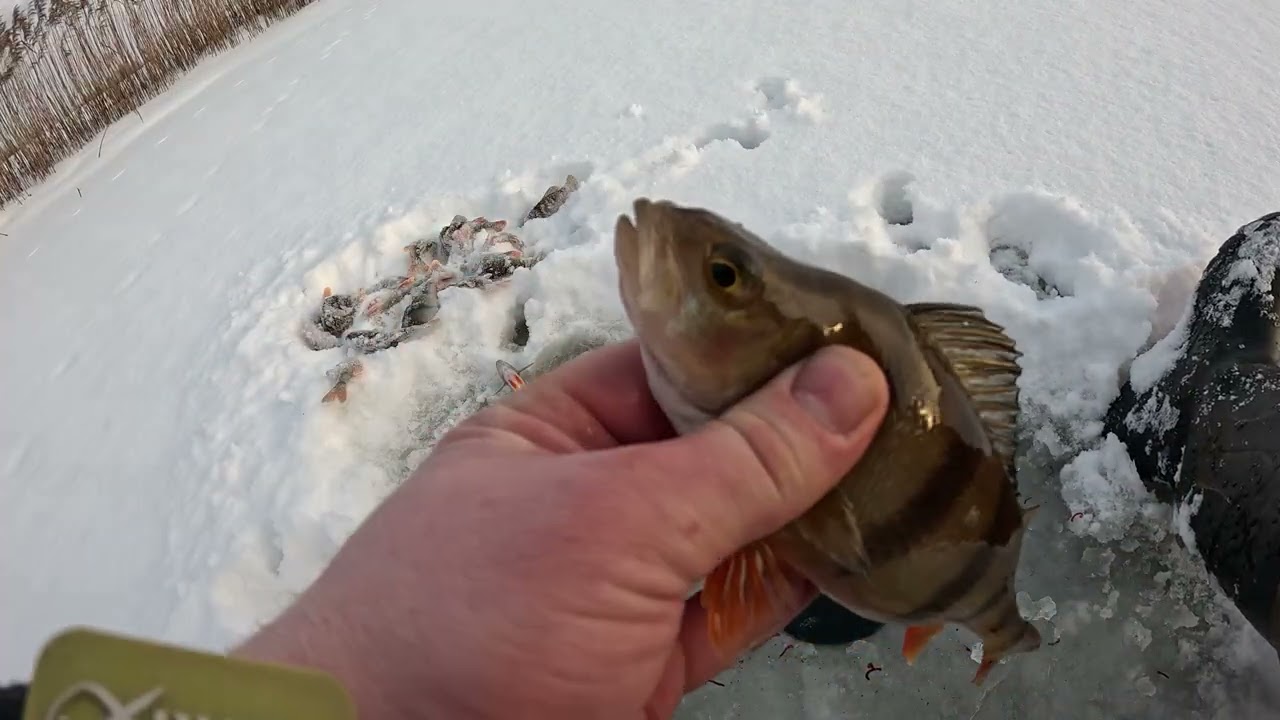 Ešerių žvejyba senvagėje