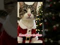 Joyeux Noël Christmas Xmas Santa Chatmignon Chat Noël Cat Chat