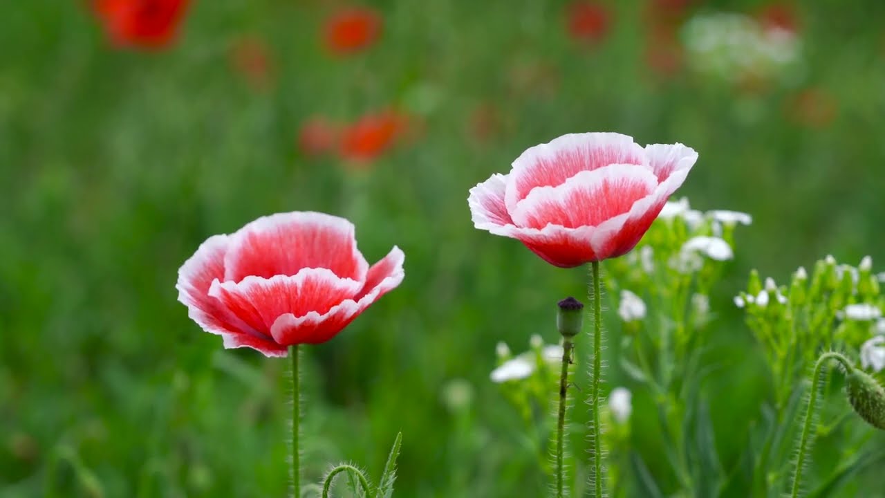 Inspirational Instrumental Music for Focus, Motivation & Peace, Relaxing Music, Meditation #3