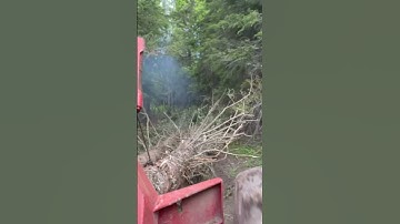 Old timberjack skidder logging so trees #youtubeshorts #trending #video #skidder #timbjack #old