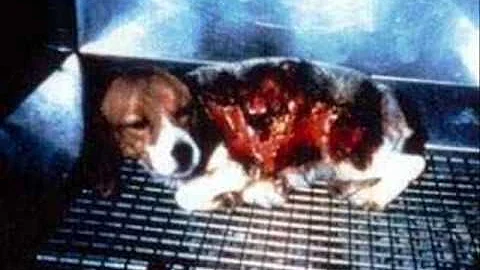 Které značek testují na zvířatech?