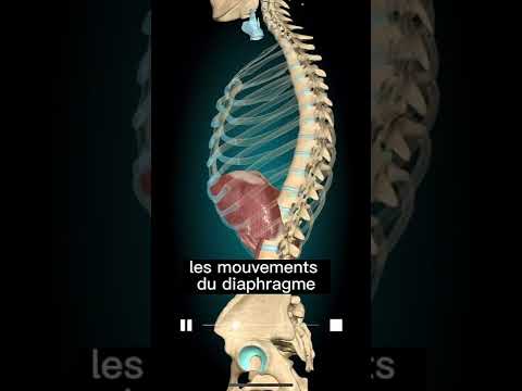 Vidéo: Pendant quel processus le diaphragme se déplace vers le bas ?