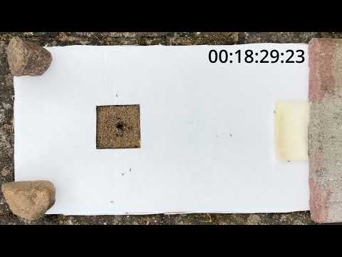 Ant Colony Optimization | Evolutionäre Algorithmen | Experiment Zeitraffer | HAW-Hamburg