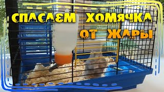 Спасаем хомячка от жары Спасаем хомячка от жары