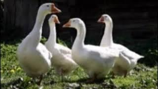 SUARA ANGSA PUTIH MEMANGGIL TEMANNYA | White Swan Calling Sounds - Calling His Friends | 0055