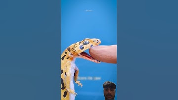 lizard bites!!😱#youtube #3danimation #video #facts #viral #shortvideos #lizards  #trending