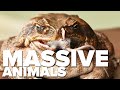 10 massive animals that actually exist