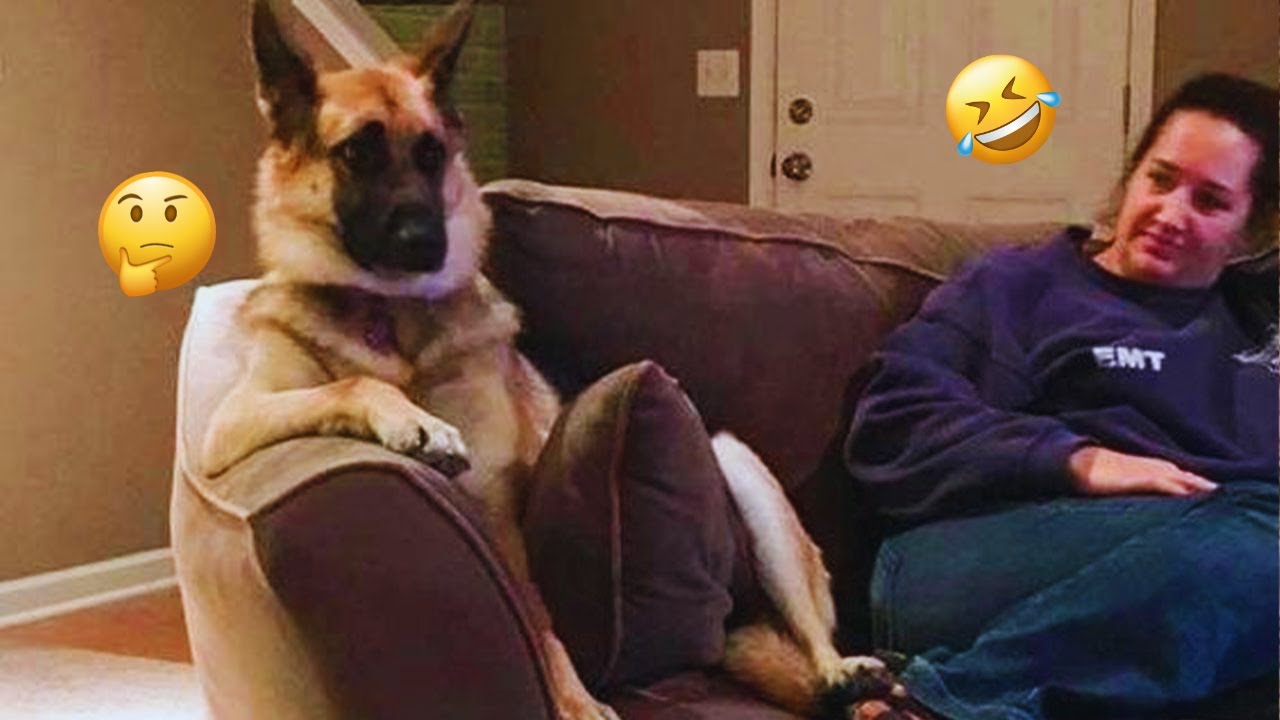 The Best of the Best! The Funniest Animal Videos of 2024! Funny DOG videos  🐶😂💕 | PART 12