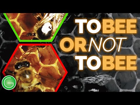TO BEE OR NOT TO BEE