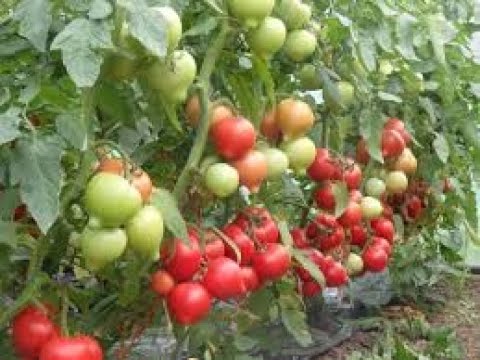 Video: Kam o'sadigan pomidorlarning eng yaxshi navlari