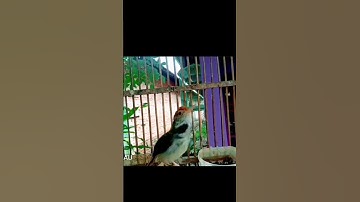 pedas dan keras suara prenjak gacor#prenjakgacor #prenjakmerah #prenjakgunung #shorts