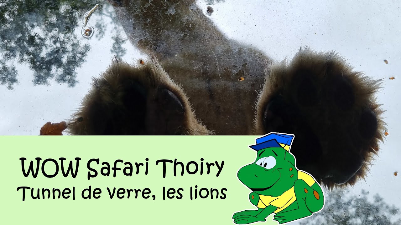 WOW Safari Thoiry, Tunnel de verre - les lions (glazen tunnels, leeuwen)