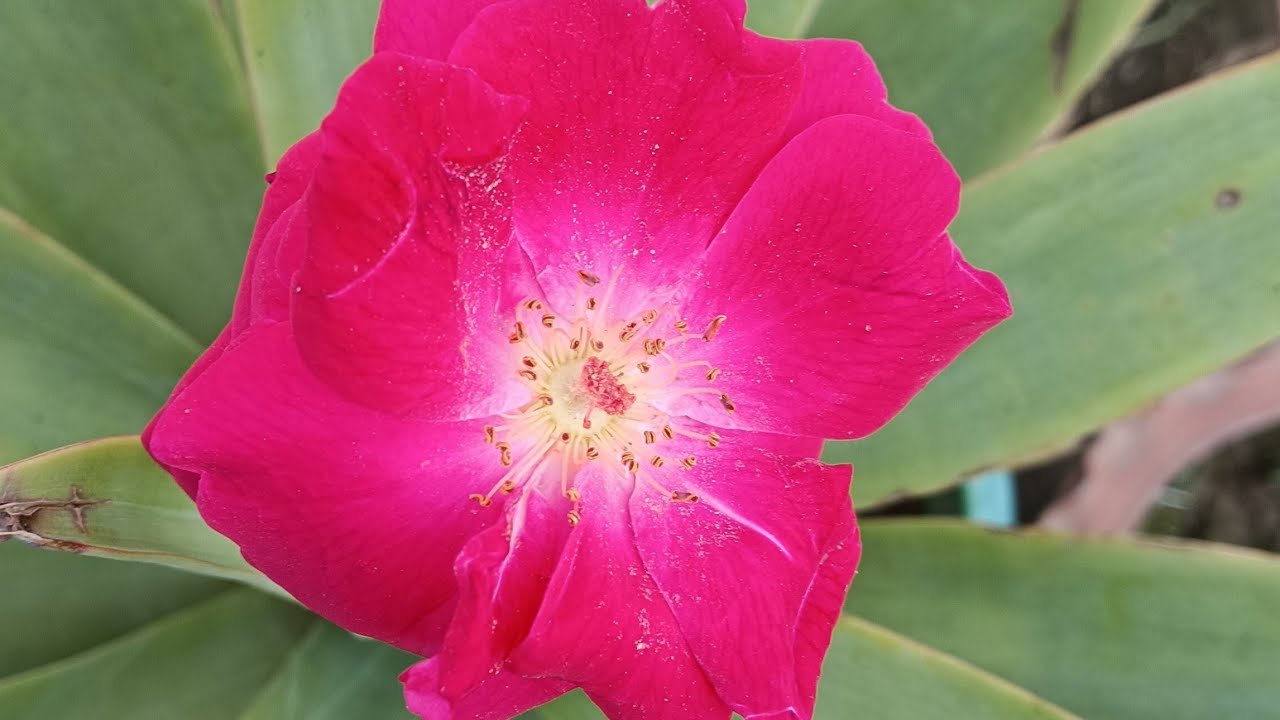 Garden9plants is live #live #shorts #viral