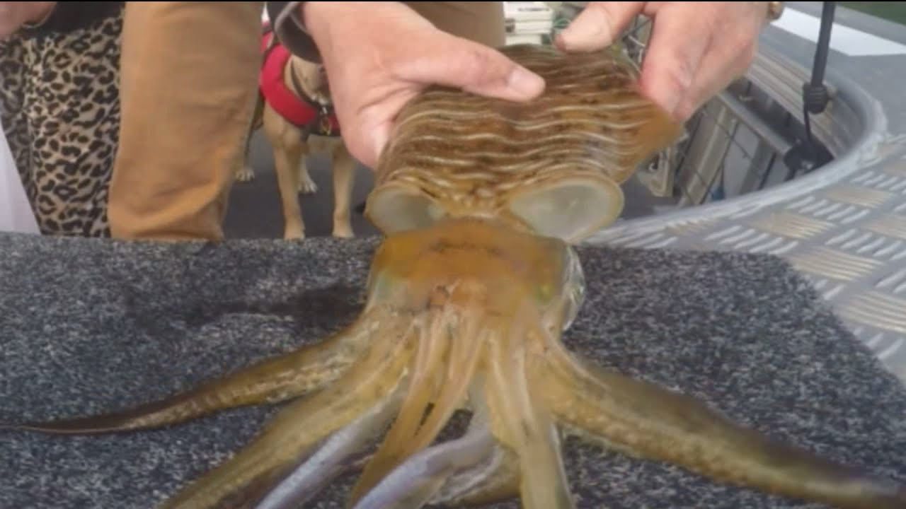 Squid fishing around the Bay. - YouTube