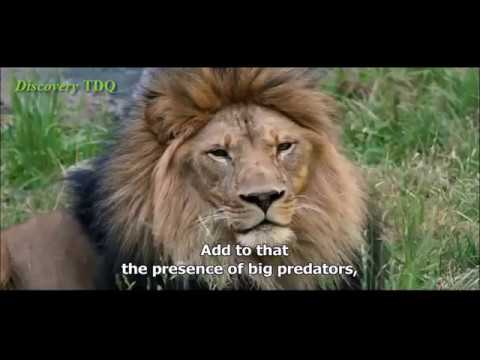 Nature Animal Documentary [Part 02] - English Subtitles