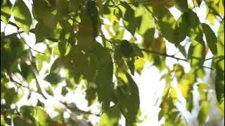 Summer Wind Through Leaves Sound Effect | Copyright Free Nature Sounds 
