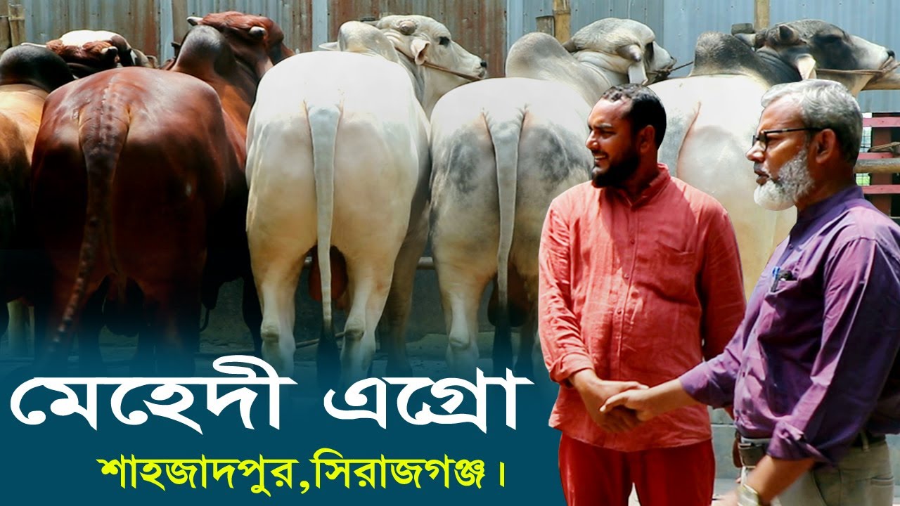 1133-ছোট খামারে বড় বড় ষাড় গরু দেখুন, শাহজাদপুর সিরাজগঞ্জ-র.ই মানিক R.I.Manik.Chitrapuri Krishichitra