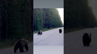 Leisurely Bear Stroll Halts Traffic on a Two-Lane Road